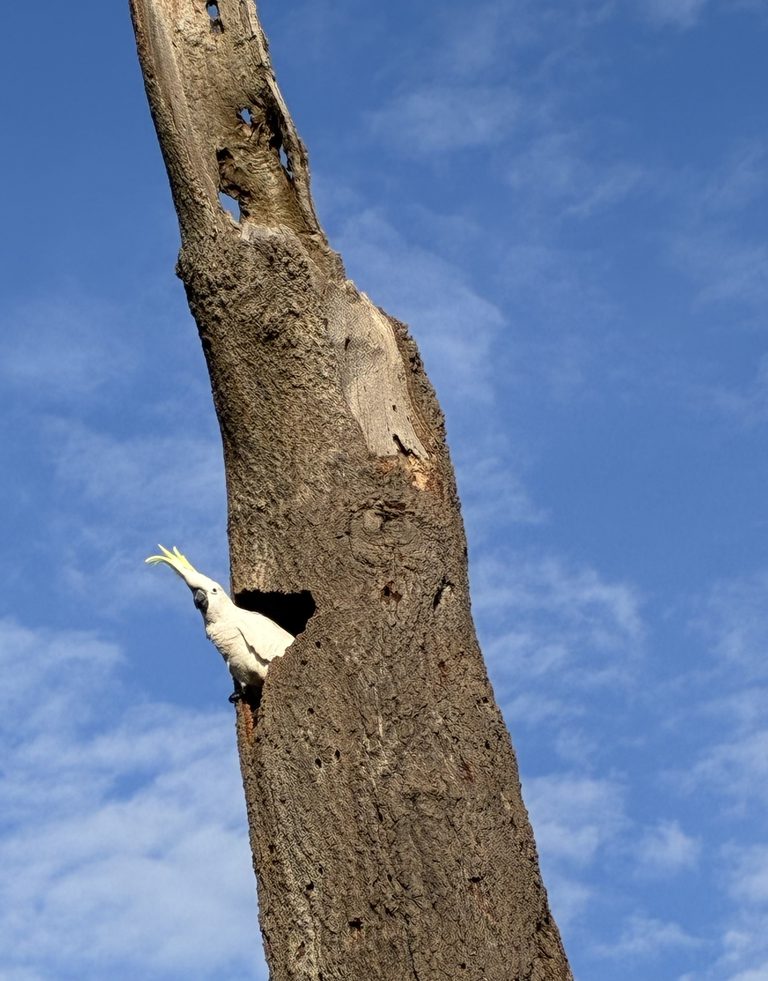 Cockatoo Cockatoo